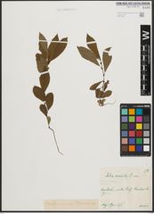 Foto von Salix aurita L.
